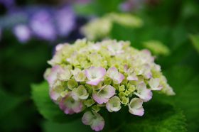 「庭先に咲く紫陽花」